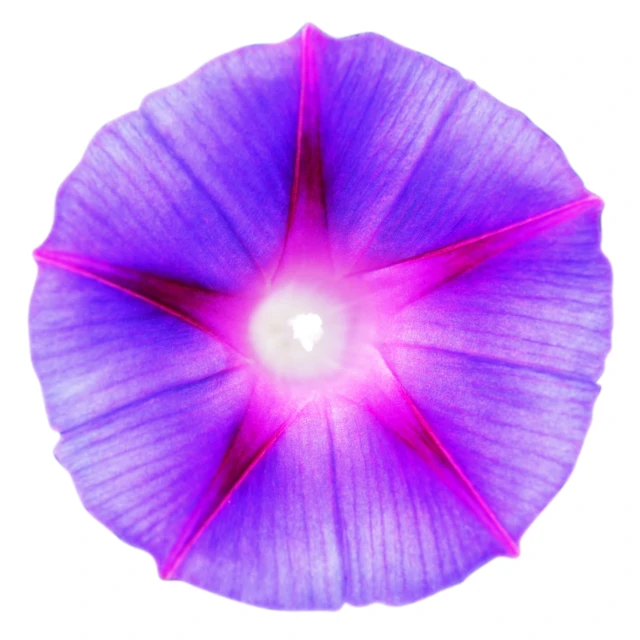 a close up of a purple flower on a white background, reddit, hurufiyya, glowing from inside, 15081959 21121991 01012000 4k, morning glory flowers, circular