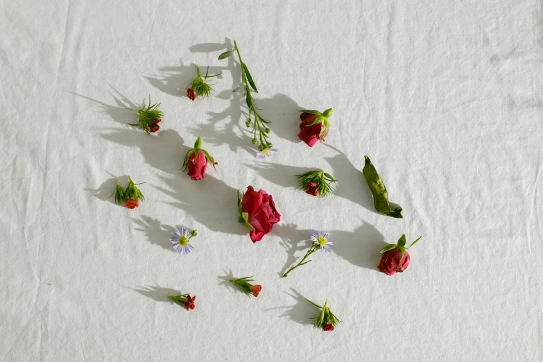 a close up of a bunch of flowers on a table, by Jessie Algie, unsplash, process art, squashed berry stains, white backdrop, minimalist photorealist, scattered light