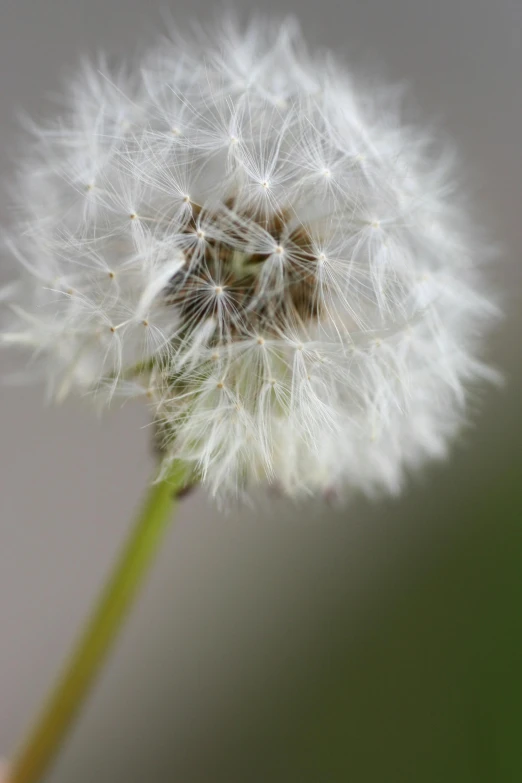 a close up of a dandelion with a blurry background, a macro photograph, by David Simpson, unsplash, soft light - n 9, white, macro photography 8k, seeds