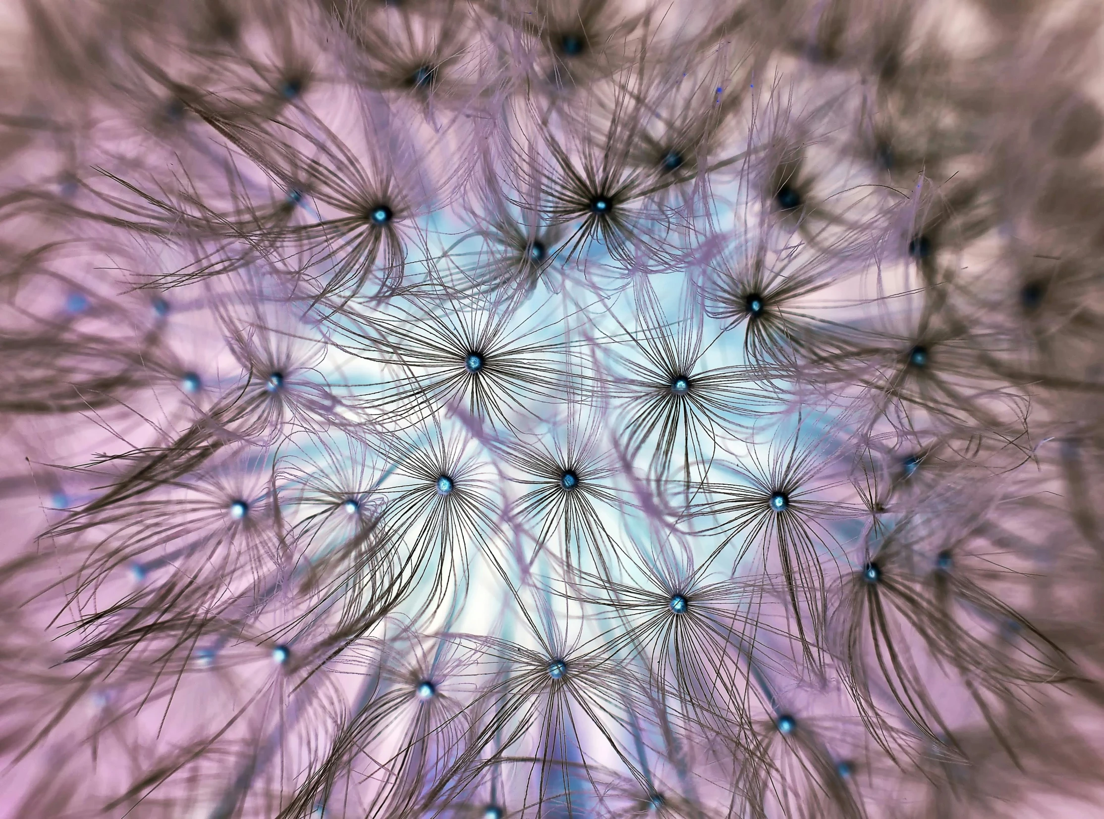 a close up of a dandelion on a pink background, by Carey Morris, pexels contest winner, generative art, purple and blue leather, inside a dome, luminescence，highly detailed, grey matter and neurons