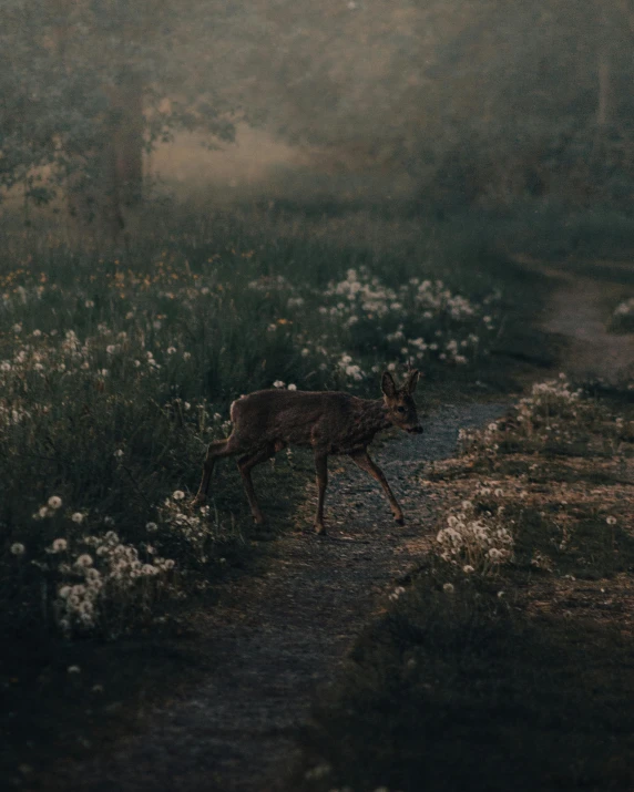 a deer that is standing in the grass, an album cover, inspired by Elsa Bleda, unsplash contest winner, tonalism, floral environment, evening!! in the forest, calmly conversing 8k, ignant