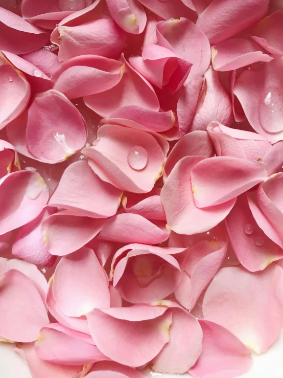 a white bowl filled with pink rose petals, by Kim Du-ryang, trending on unsplash, art nouveau, close face view, bottom - view, skin detail, ilustration