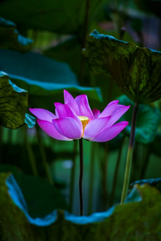 a pink flower sitting on top of a lush green field, during the night, sitting on a lotus flower, paul barson, high quality image