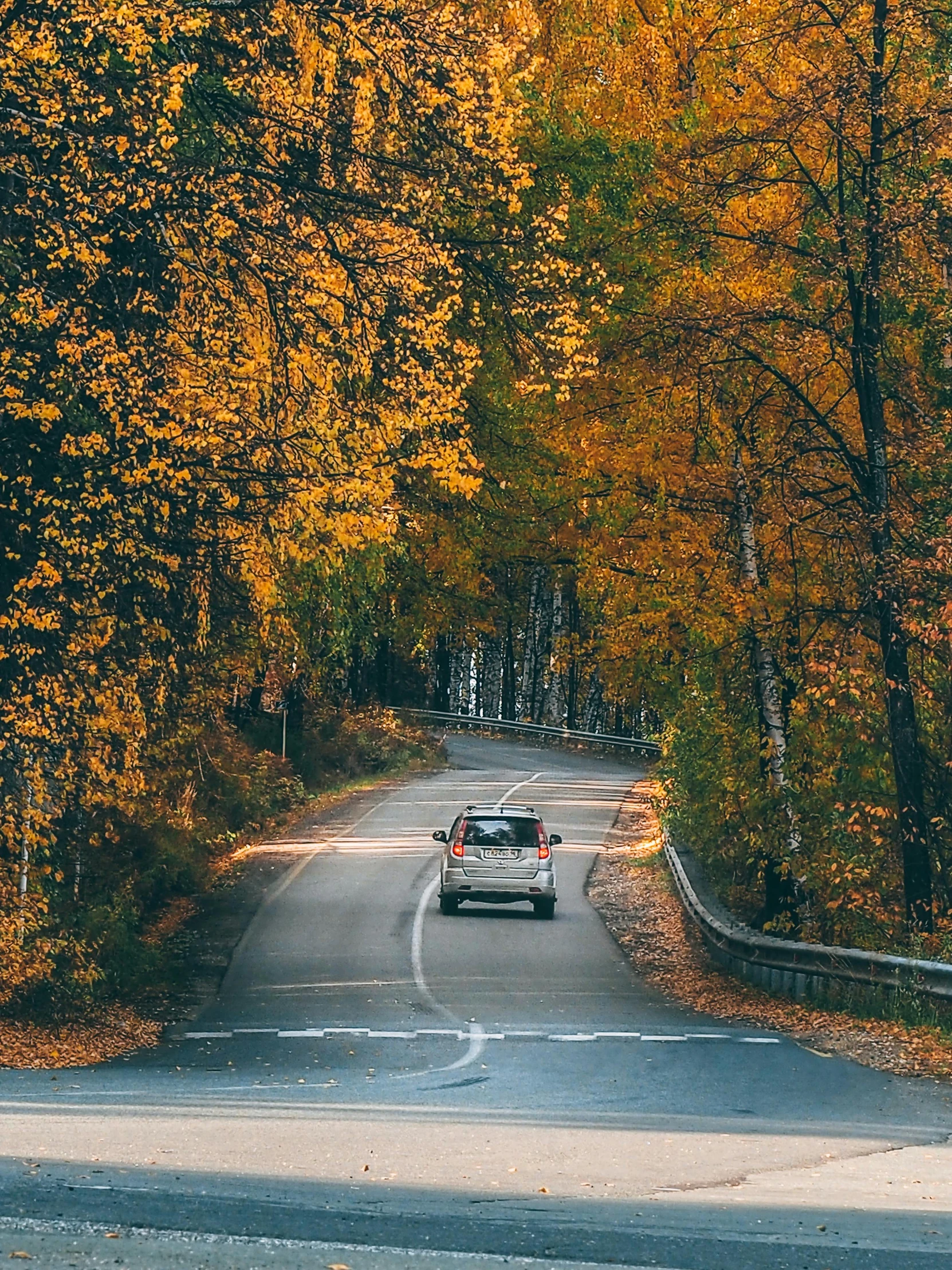 a car driving down a road surrounded by trees, gray and orange colours, thumbnail, tourism, fall