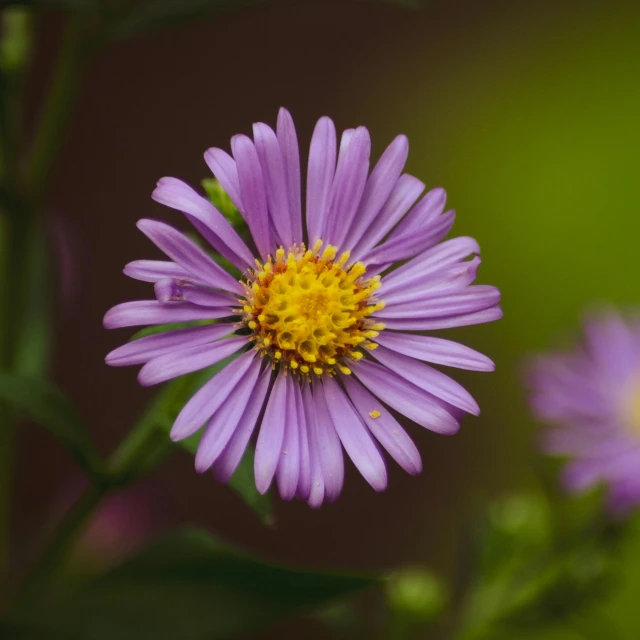 a close up of a purple flower with a yellow center, paul barson, wildflowers, fan favorite, pink flowers