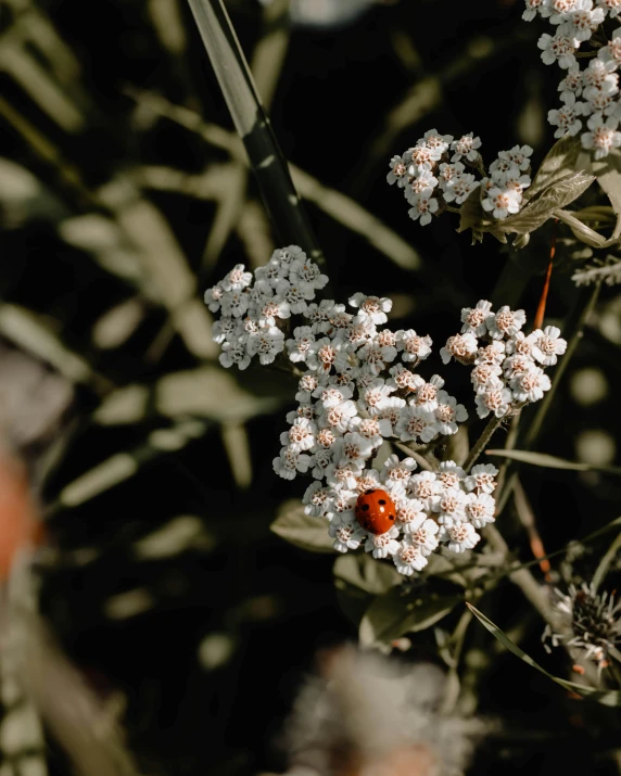 a ladybug sitting on top of a white flower, inspired by Elsa Bleda, pexels contest winner, with soft bushes, trending on vsco, today\'s featured photograph 4k, the non-binary deity of spring