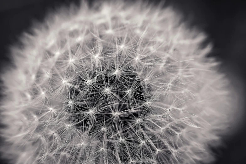 a black and white photo of a dandelion, a macro photograph, by Daniel Gelon, unsplash, art photography, detailed photo 8 k, puffballs, plume made of geometry, 8k fine art photography