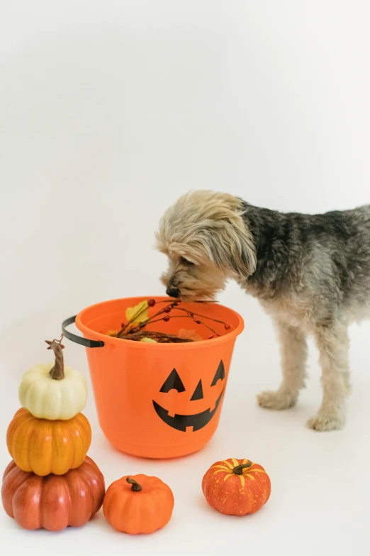 a small dog standing next to a bucket filled with pumpkins, pexels, vanitas, profile image, square, licking out, pastel'