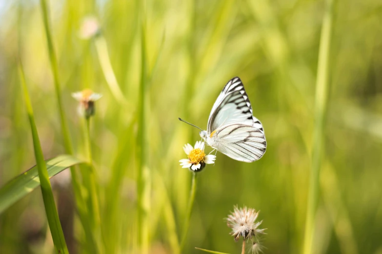 a butterfly that is sitting on a flower, by Andries Stock, fan favorite, white tiger, in a grass field, minimalist