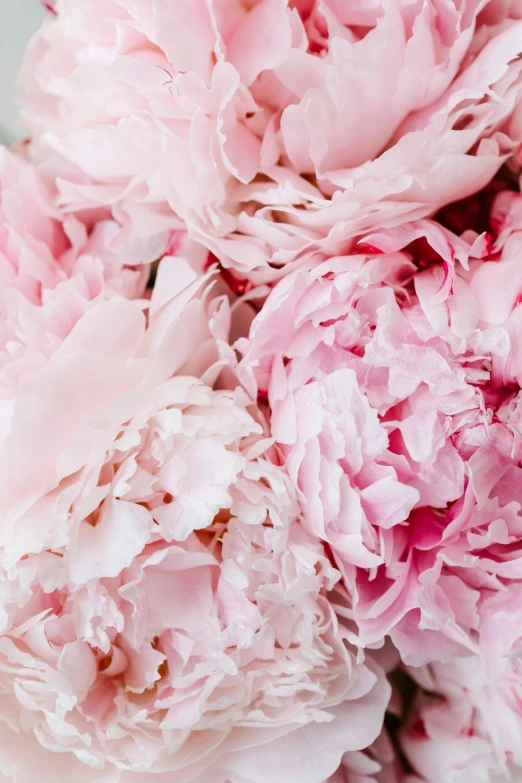 a close up of a bunch of pink flowers, inspired by Li Di, trending on unsplash, award-winning crisp details”, peony, light blush, half image