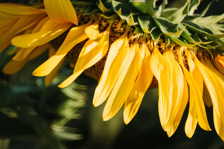 a close up of a sunflower with a bee on it, trending on unsplash, directional sunlight skewed shot, fan favorite, closeup - view, yellow