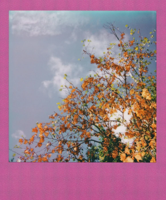 a picture of a tree with a sky in the background, a polaroid photo, inspired by Elsa Bleda, unsplash, aestheticism, pink and orange colors, 🍁 cute, alternate album cover, long violet and green trees