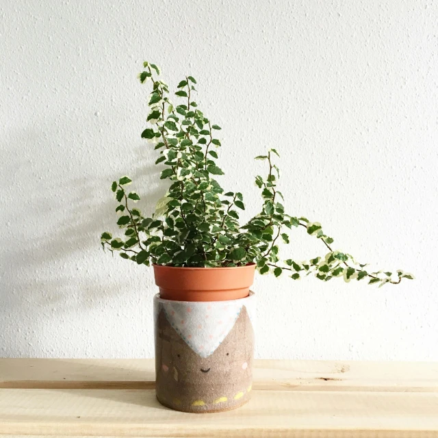 a potted plant sitting on top of a wooden table, inspired by Hendrik Gerritsz Pot, soft happy smile, eucalyptus, ringlet, with a fringe