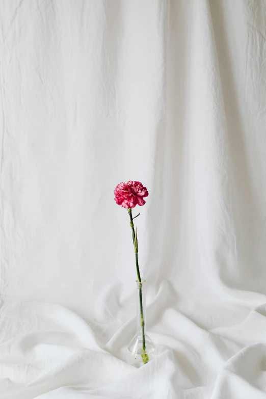 a single pink carnation sitting on top of a white sheet, by Anna Boch, lgbtq, tall and small, made of fabric, jovana rikalo