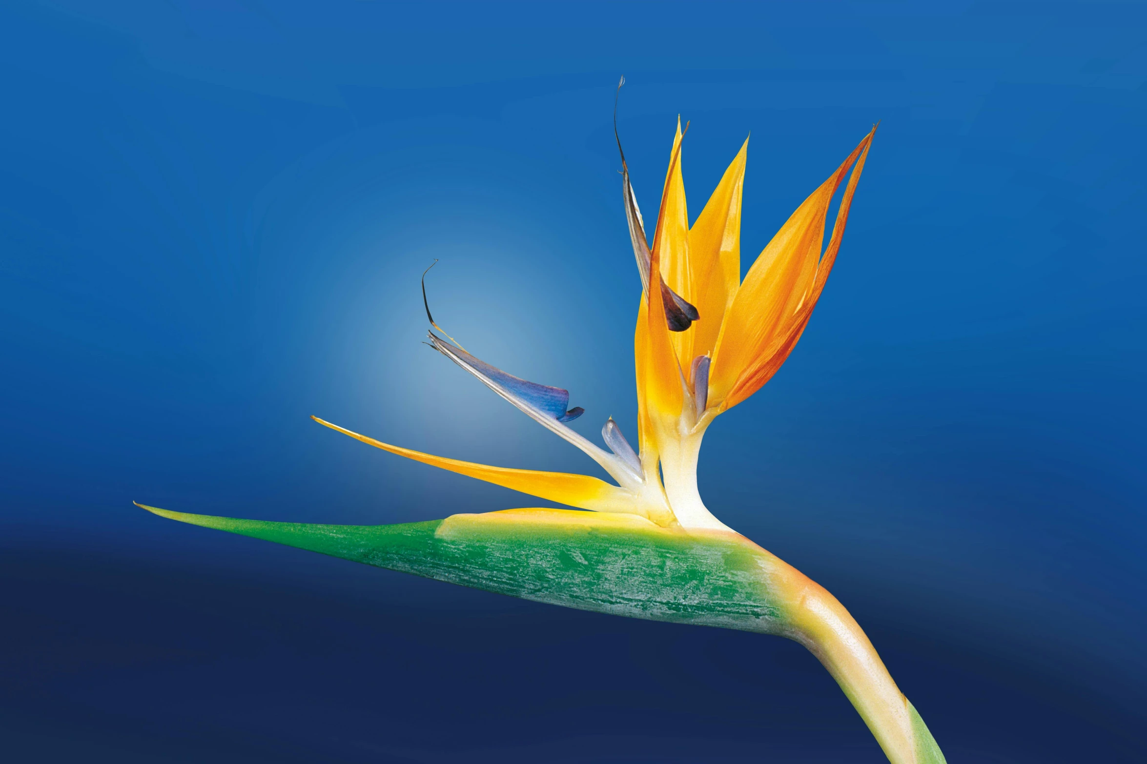 a bird of paradise flower against a blue sky, an album cover, by Paul Davis, fantastic realism, ultramarine blue and gold, night time, medium shoot, 8 k smooth