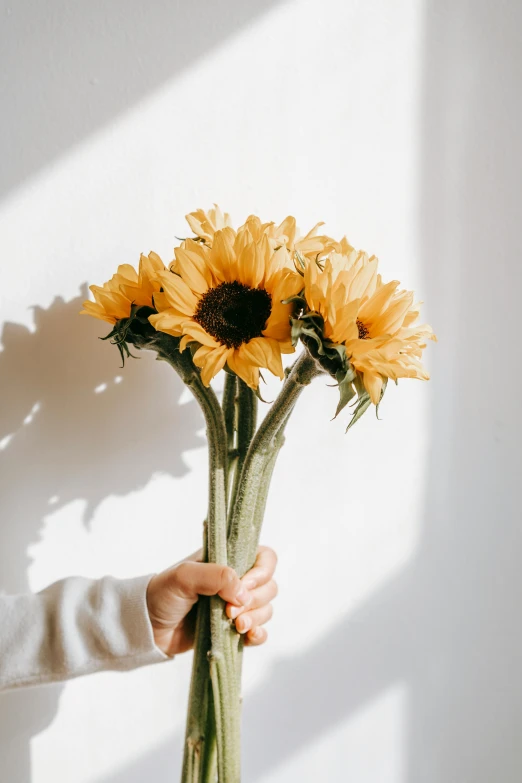 a person holding a bunch of yellow sunflowers, trending on unsplash, romanticism, soft window light, set against a white background, made of glazed, sun shafts