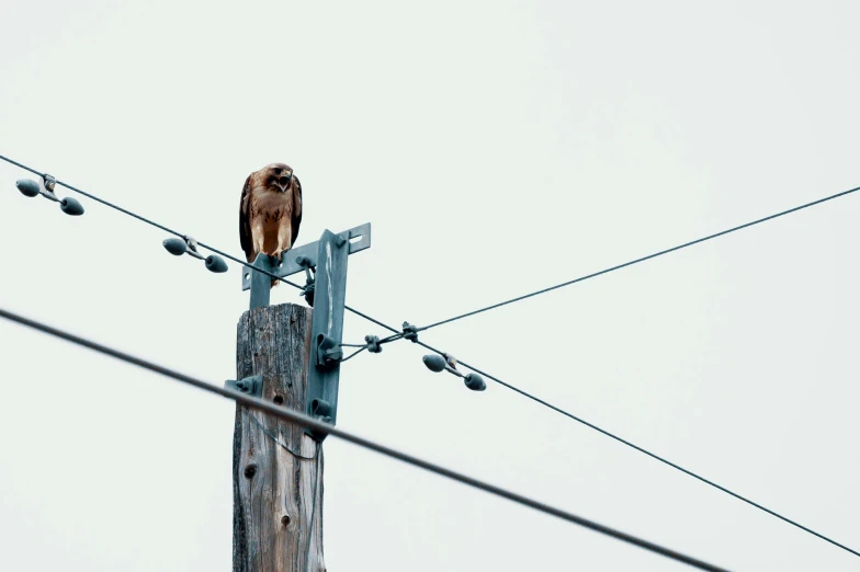 a bird sitting on top of a wooden pole, by Carey Morris, trending on pexels, postminimalism, connected to wires, falcon, angry looking, museum quality photo