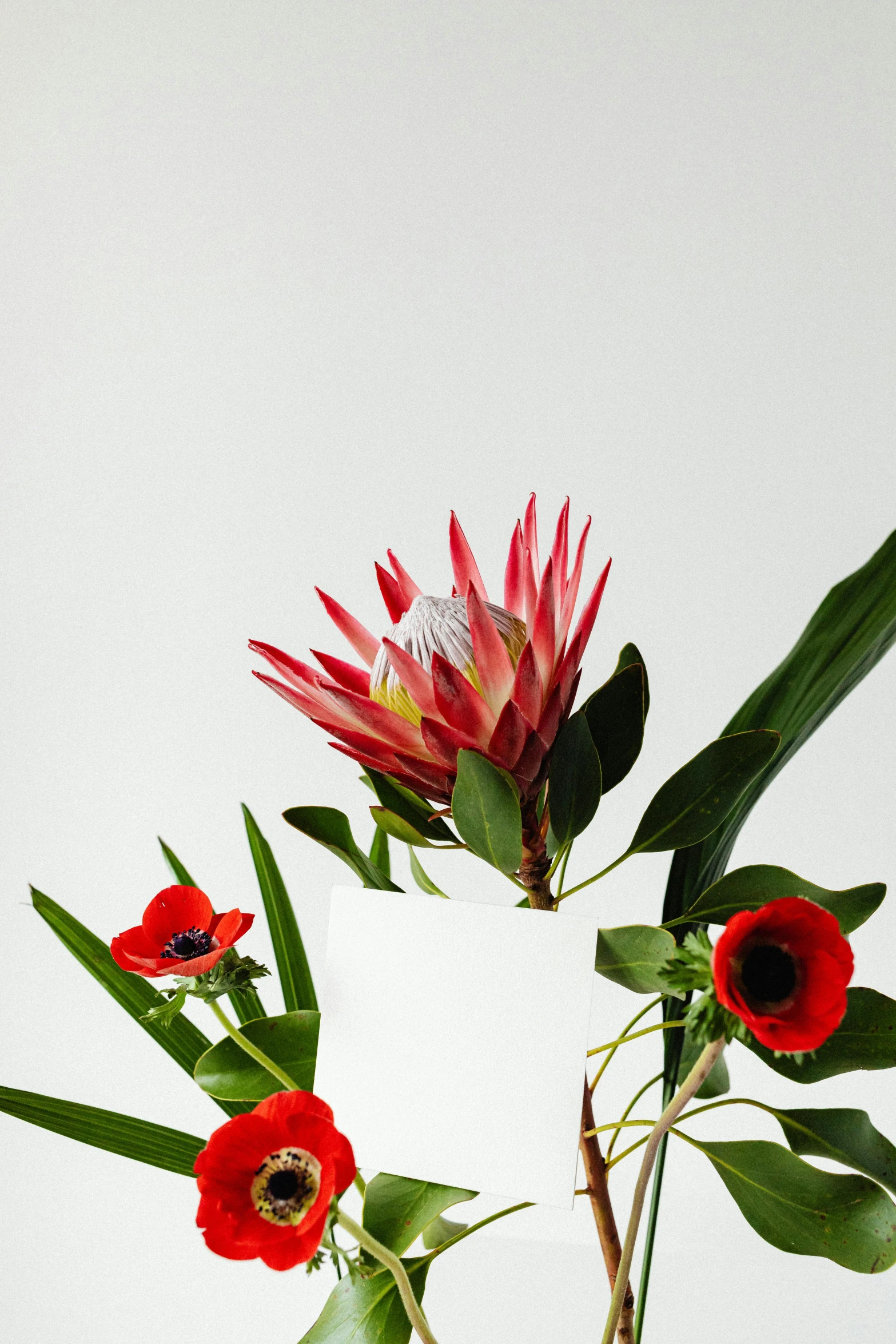 a vase filled with red flowers and green leaves, bromeliads, dramatic product shot, white vase, red poppies