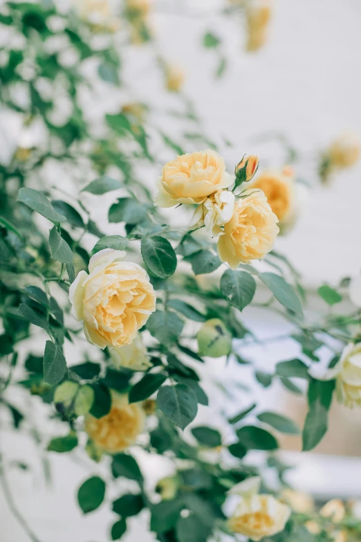 a vase filled with yellow flowers on top of a table, trending on unsplash, crown of peach roses, lush foliage, detail shot, delicate garden on paper