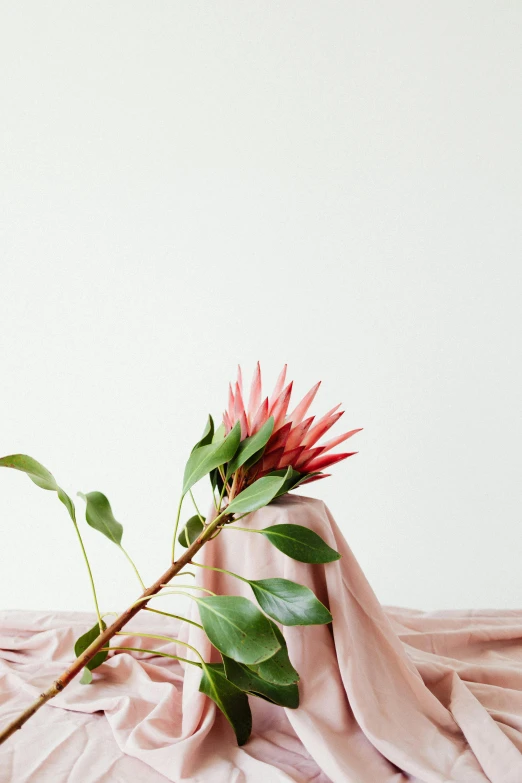 a flower sitting on top of a pink cloth, a still life, trending on unsplash, visual art, giant thorns, white backdrop, with a long, eucalyptus