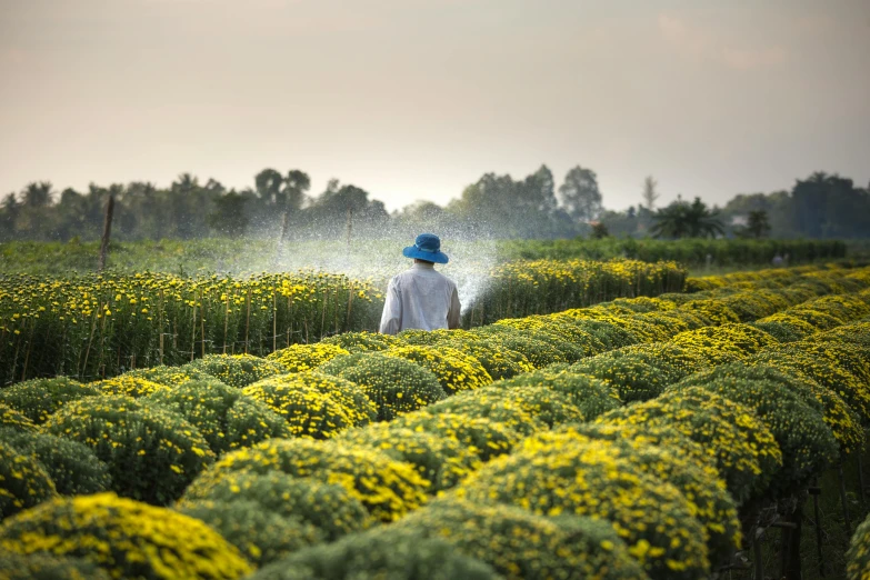 a man spraying water on a field of yellow flowers, by Eglon van der Neer, unsplash contest winner, chrysanthemums, villagers busy farming, woman made of plants, conde nast traveler photo