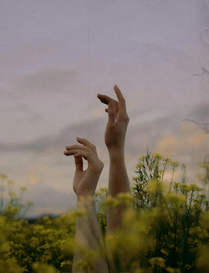 a person reaching up in a field of yellow flowers, inspired by Elsa Bleda, trending on pexels, aestheticism, anjali mudra, near a window window, holding hands, background image
