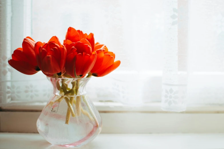 a vase filled with red tulips sitting on a window sill, pexels contest winner, orange glow, clean and pristine design, glassware, transparent background