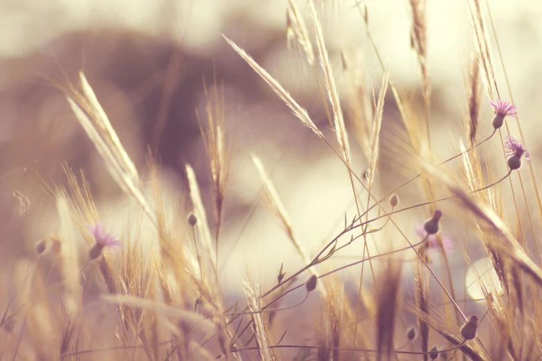 a close up of a field of tall grass, an album cover, trending on unsplash, aestheticism, gold and purple, earthy light pastel colours, background image, cottagecore hippie