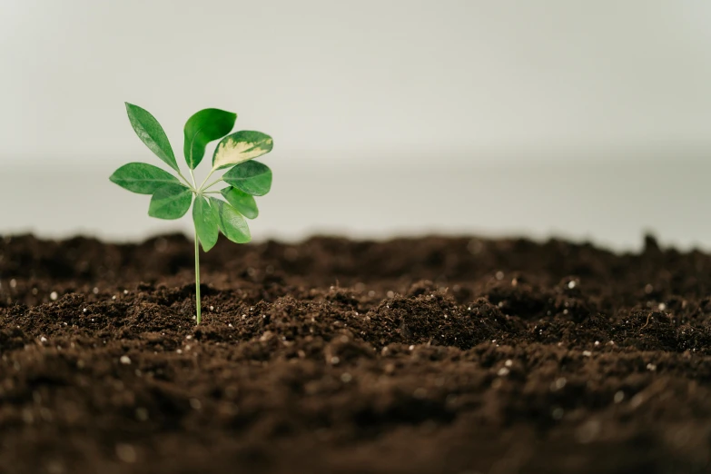 a small plant sprouting out of the ground, unsplash, figuration libre, background image, animation, brown mud, clover