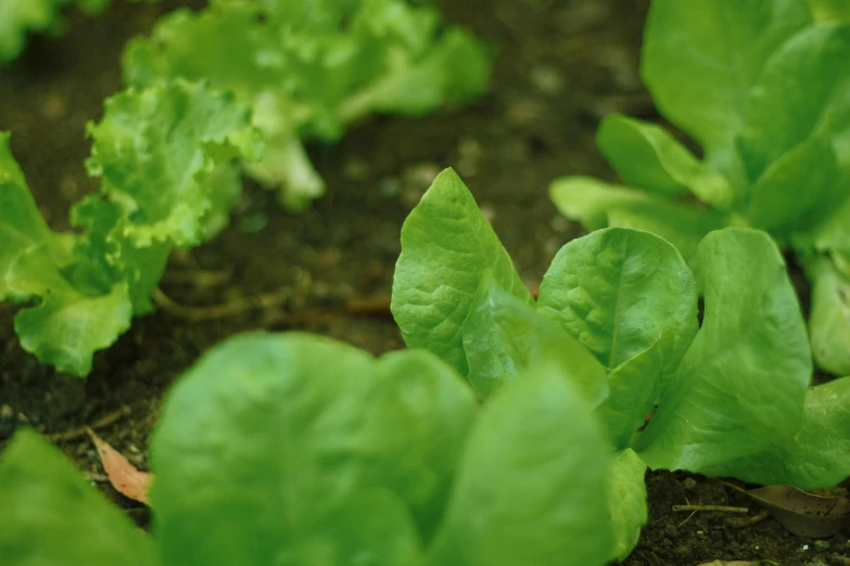 a close up of lettuce growing in a garden, muted green, slide show, sparse plants, thumbnail