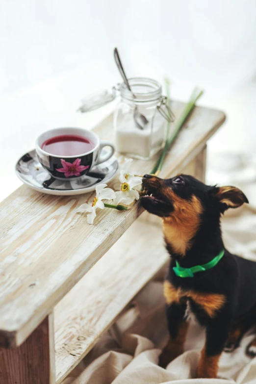 a small dog sitting on a bed next to a cup of tea, pexels contest winner, sitting at table, profile image, playful composition, wood