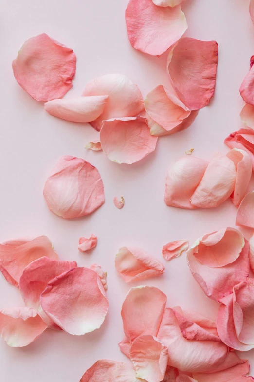 pink rose petals scattered on a white surface, by Kristin Nelson, trending on unsplash, romanticism, light pink background, 1 6 x 1 6, dark. no text, perky woman made of petals