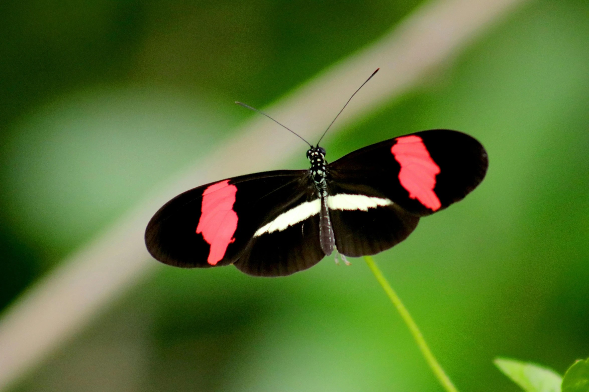 a black and red butterfly sitting on a leaf, photographed