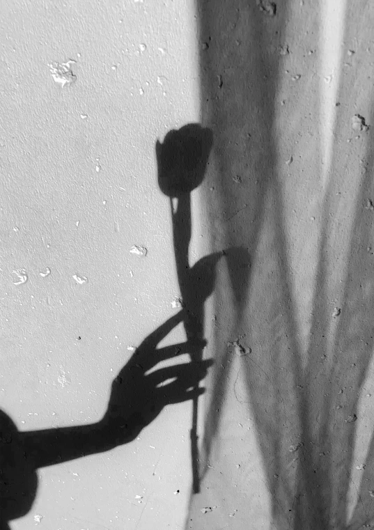 a black and white photo of a flower in a vase, inspired by Roy DeCarava, romanticism, casting long shadows, holding a rose in a hand, tulip, shadowy creatures