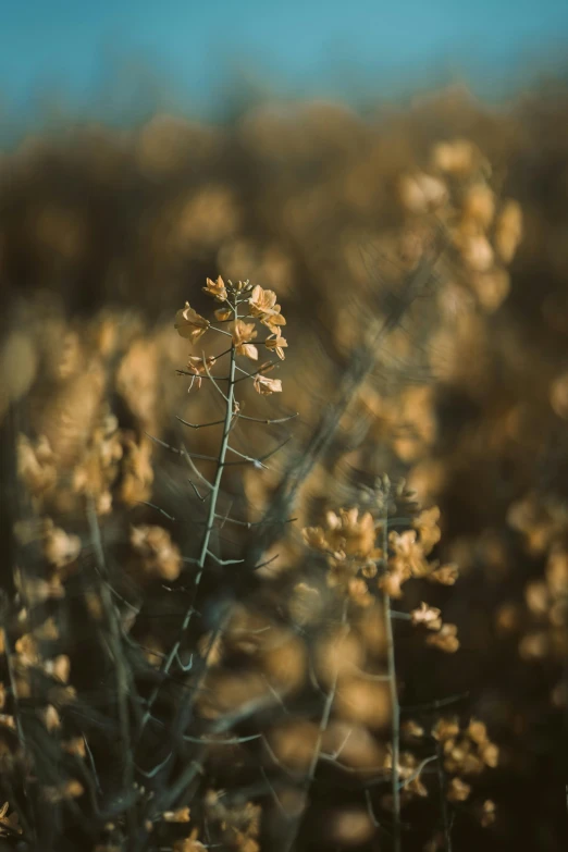 a field of yellow flowers with a blue sky in the background, a picture, unsplash contest winner, tonalism, dried leaves, hasselblad film bokeh, muted brown, late summer evening