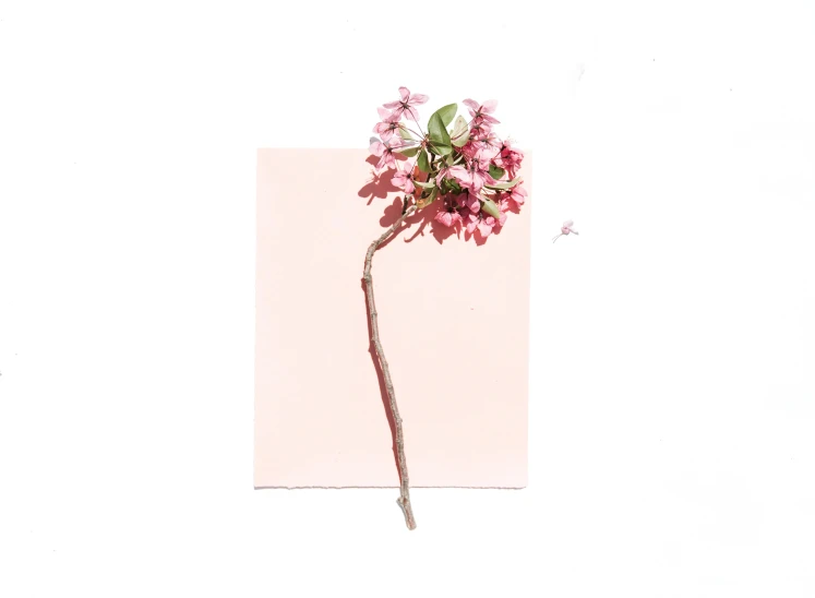 a pink flower sitting on top of a piece of paper, branches composition abstract, minimalissimo, instagram art, promo image