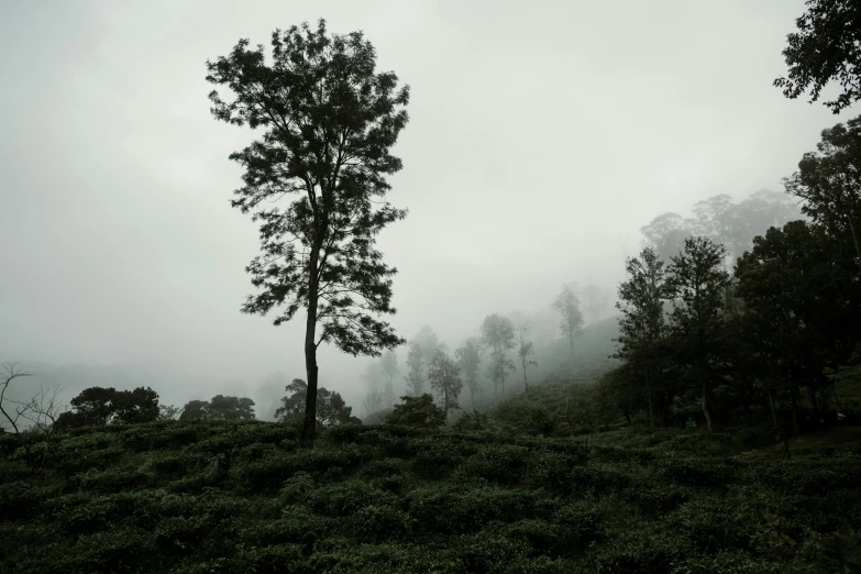 a lone tree sitting on top of a lush green hillside, a black and white photo, inspired by Elsa Bleda, unsplash contest winner, sumatraism, background: assam tea garden, in a foggy forest, trees growing on its body, gloomy skies