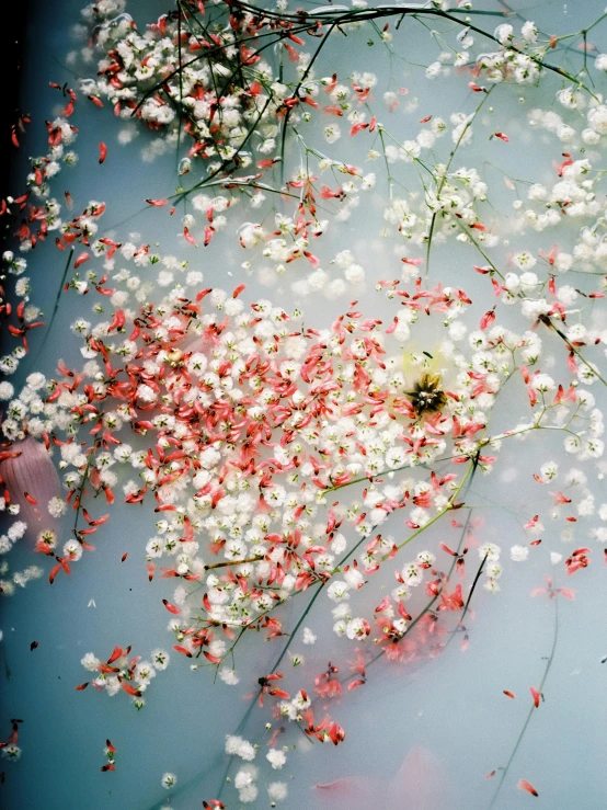 a bunch of flowers floating on top of a body of water, inspired by Elsa Bleda, hurufiyya, pink bees, gypsophila, submerged in cranberries, low quality photo