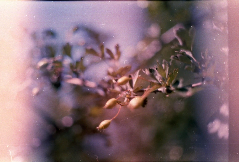 a close up of a plant with fruit on it, a polaroid photo, inspired by Elsa Bleda, romanticism, holga hasselblad, golden hour firefly wisps, flowering buds, wild berry vines
