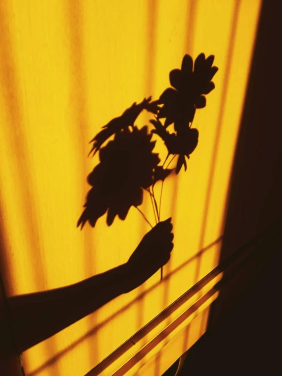 a person holding a flower in front of a window, an album cover, inspired by Elsa Bleda, unsplash, big shadows, on yellow paper, silhouette :7, dried fern