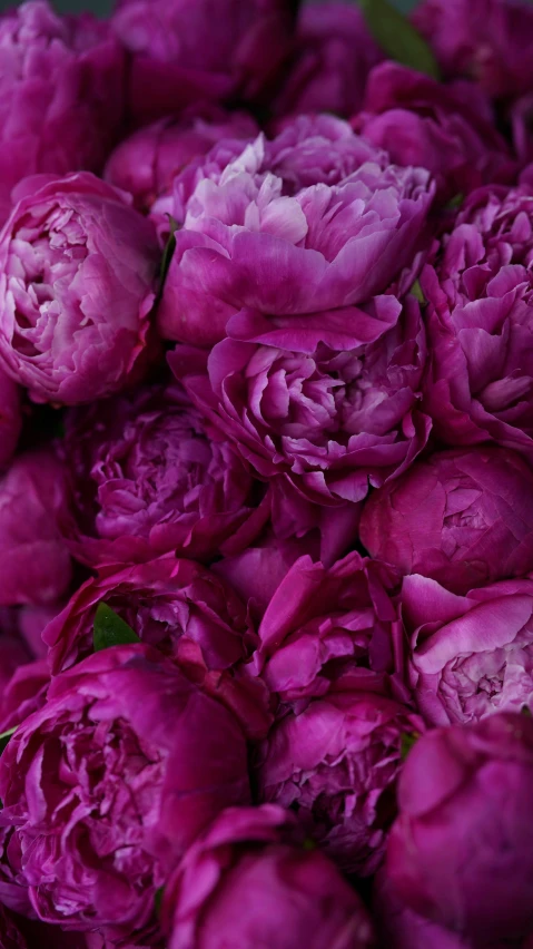 a close up of a bunch of purple flowers, peonies, very award - winning, magenta colours, zoom shot