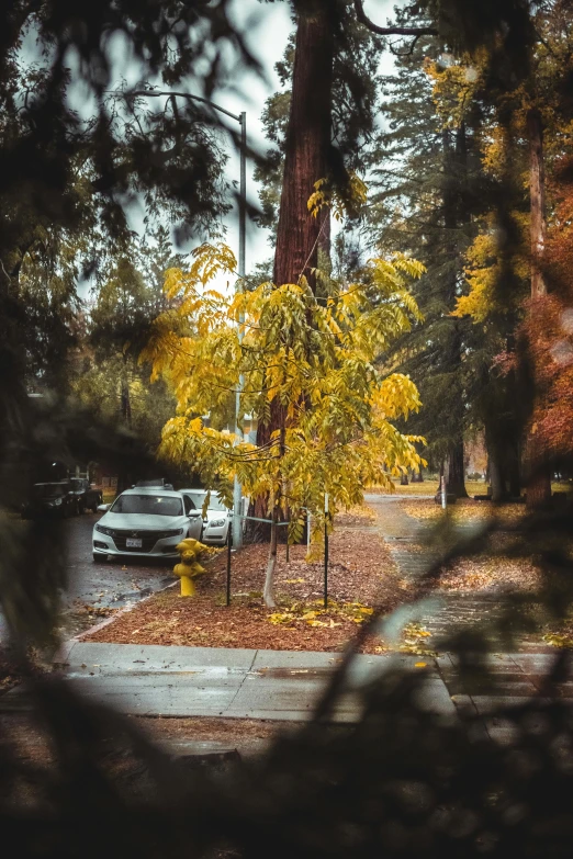 a car is parked on the side of the road, inspired by Elsa Bleda, unsplash contest winner, realism, golden leaves, redwood trees, city streets, today\'s featured photograph 4k