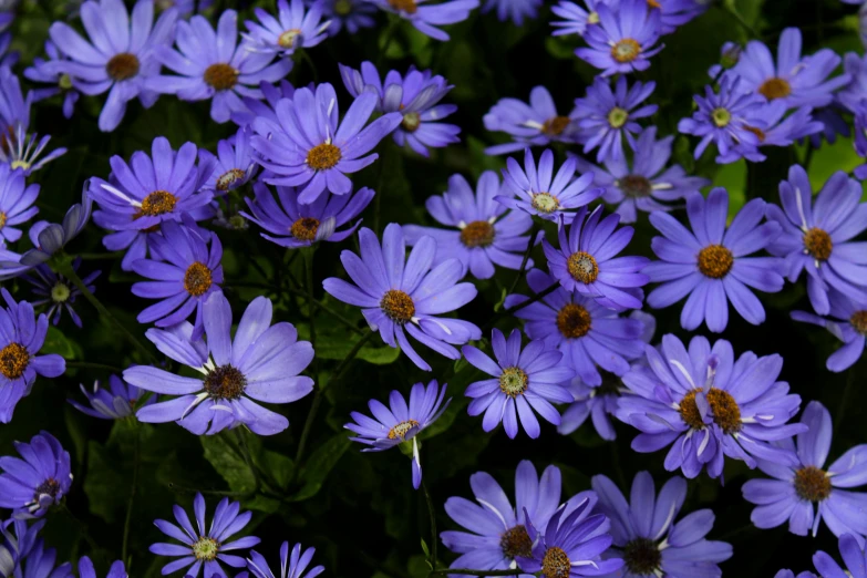 a close up of a bunch of purple flowers, blue sunshine, ari aster, eye - level medium - angle shot, fan favorite