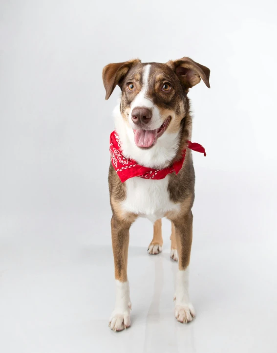 a brown and white dog wearing a red bandanna, non binary model, adoptable, 2019 trending photo, full - length photo