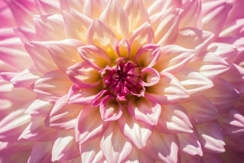 a close up of a pink and white flower