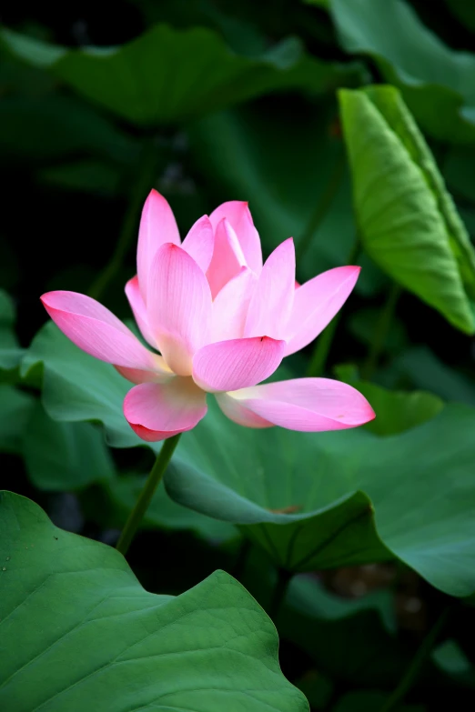 a pink lotus flower surrounded by green leaves, a portrait, flickr, taken in the late 2010s, traditional chinese, tall, may)