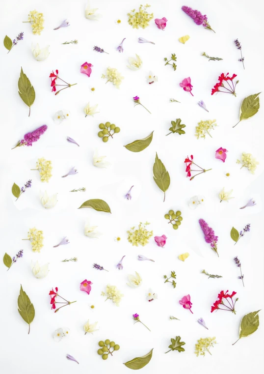 pressed flowers arranged in a circle on a white surface, by Daniel Gelon, trending on unsplash, seamless pattern design, floating in perfume, vibrant scattered light, ignant