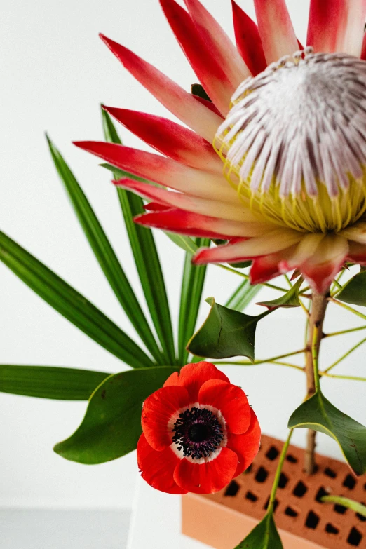 a vase filled with red and white flowers, exotic vegetation, up-close, tropical vibe, fan favorite