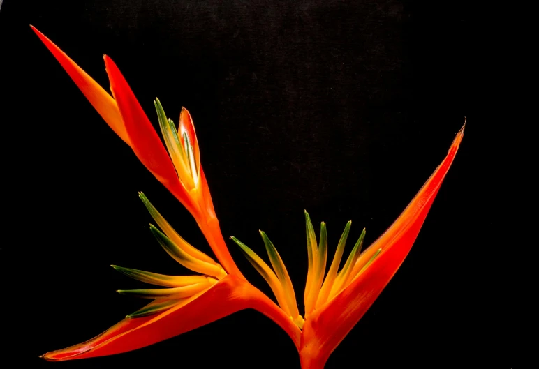 a close up of a flower on a black background, by Jan Rustem, birds of paradise, orange details, red flowers, looking upward