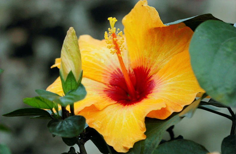 a close up of a yellow flower with a red center, hibiscus flowers, orange plants, lush surroundings, mango